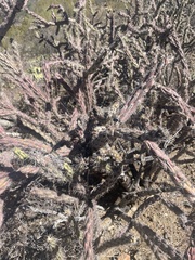 Cylindropuntia thurberi