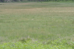 Saxicola torquatus