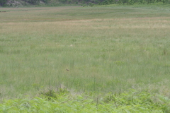Saxicola torquatus