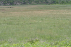 Saxicola torquatus