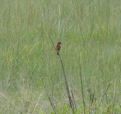 Saxicola torquatus