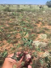 Dalea brachystachya