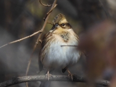 Emberiza elegans