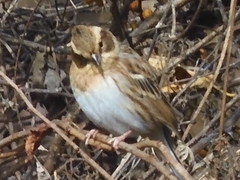 Emberiza elegans