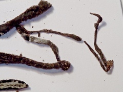Xylaria scruposa