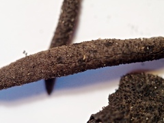 Xylaria scruposa