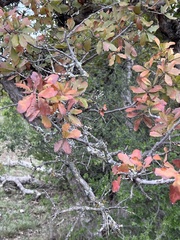 Quercus sinuata
