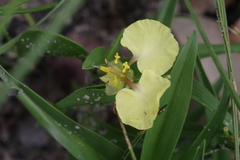 Commelina africana image