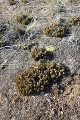 Selaginella sanguinolenta