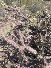 Cylindropuntia thurberi