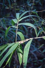Arundinaria tecta