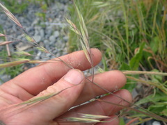 Bromus sterilis