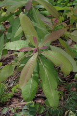 Terminalia brachystemma