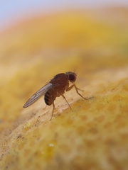 Drosophila immigrans