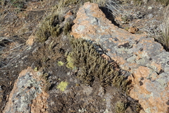 Selaginella sanguinolenta