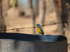 Passerina leclancherii