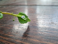 Hackelia latifolia