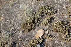 Selaginella sanguinolenta