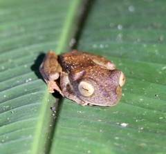 Rhacophorus pardalis
