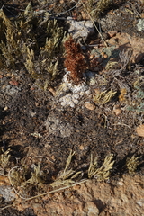 Selaginella sanguinolenta