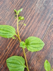 Hackelia latifolia