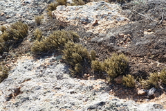 Selaginella sanguinolenta