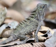 Gonocephalus bornensis
