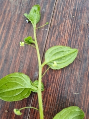 Hackelia latifolia