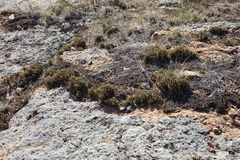 Selaginella sanguinolenta
