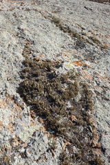 Selaginella sanguinolenta