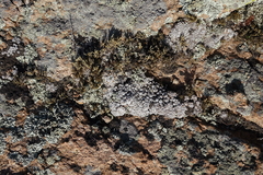Selaginella sanguinolenta