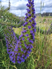 Echium candicans