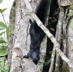 Callosciurus prevostii pluto