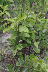 Vangueria ferruginea