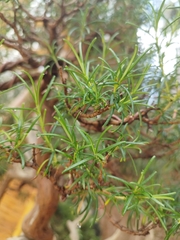 Pinus parviflora