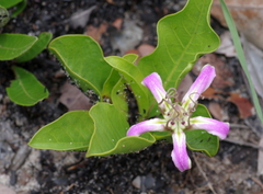 Raphionacme michelii