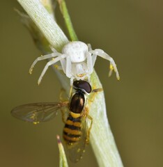 Zygometis xanthogaster