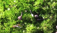 Ptychomitrium australe