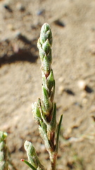 Corispermum americanum