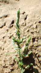 Corispermum americanum