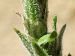 Corispermum americanum