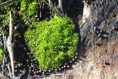 Ptychomitrium australe