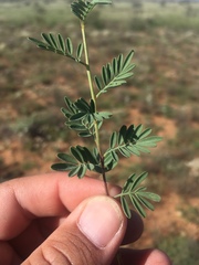 Dalea brachystachya