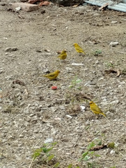 Sicalis flaveola