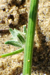 Corispermum americanum