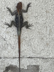 Agama planiceps