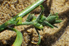 Corispermum americanum