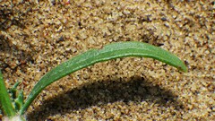 Corispermum americanum