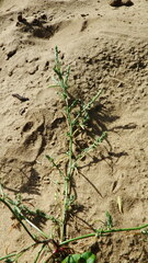 Corispermum americanum