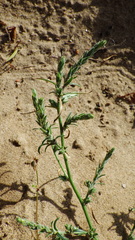 Corispermum americanum